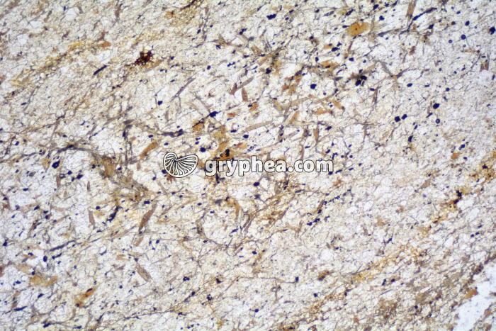 Micaschiste à andalousite LPNA x6,3 - gryphea.com